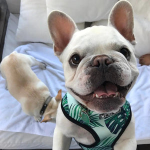 Dog Harness Mesh Breathable Padded Chest Small Medium Size - petcareville